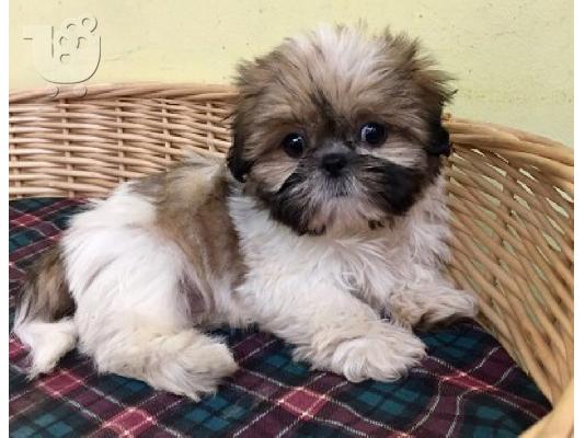 PoulaTo: Pure κουτάβια Shih Tzu!