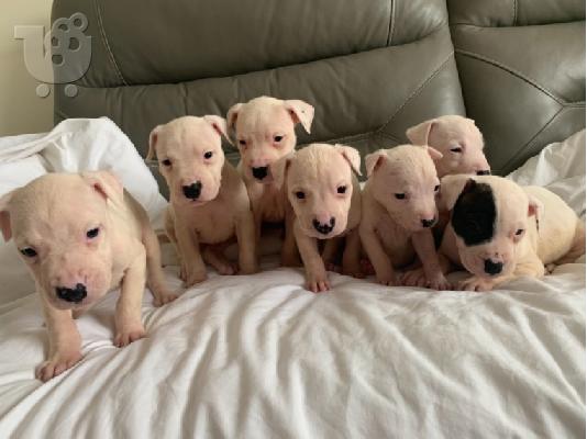 PoulaTo: Ενεργά κουτάβια pitbull+34634098453