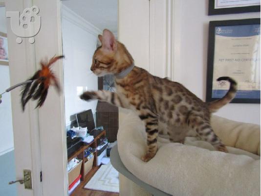 υπέροχα γατάκια BENGAl