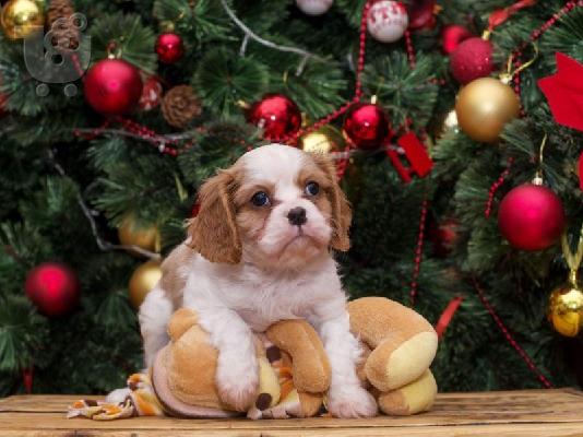Cavalier βασιλιάς Charles Puppies.