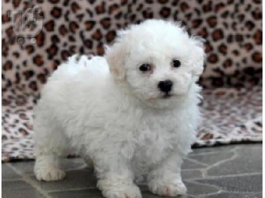 PoulaTo: Εξαιρετικά κουτάβια Bichon Frize