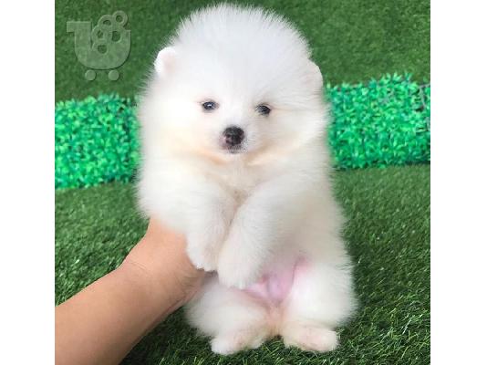 PoulaTo: Pomeranian κουτάβια ΠΟΛΎ αφράτο