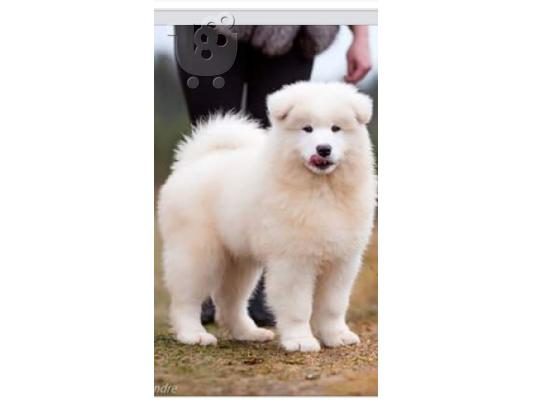 Εκπληκτικό καθαρό λευκό Samoyed κουτάβια