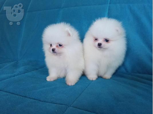 PoulaTo: Pomeranian Κουτάβια