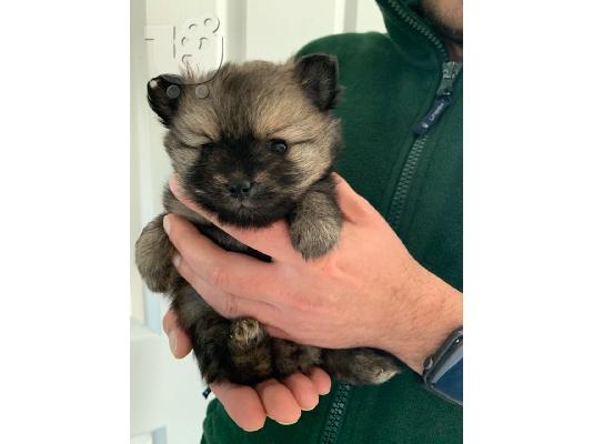 PoulaTo: X μάζα τσαγιού Pomeranian κουτάβια