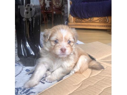 PoulaTo: Κουτάβια Pomeranian Spitz