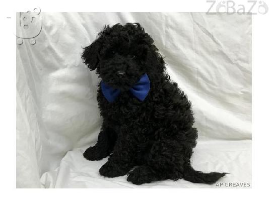 ómorfa koutávia schnoodle