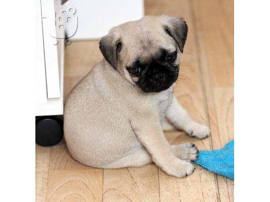 PoulaTo: Pug κουτάβια