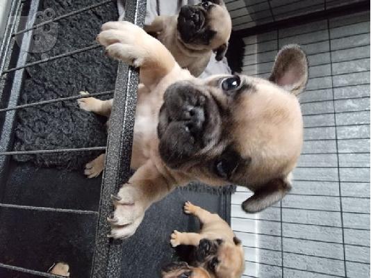 Κουτάβια AKC FrenchBulldog+34634098453