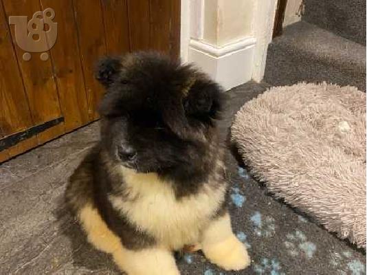 ΚΑΤΑΠΛΗΚΤΙΚΑ ΥΠΗΡΕΣΙΑ ΑΚΙΤΑ PUPPIES SVSILABLE