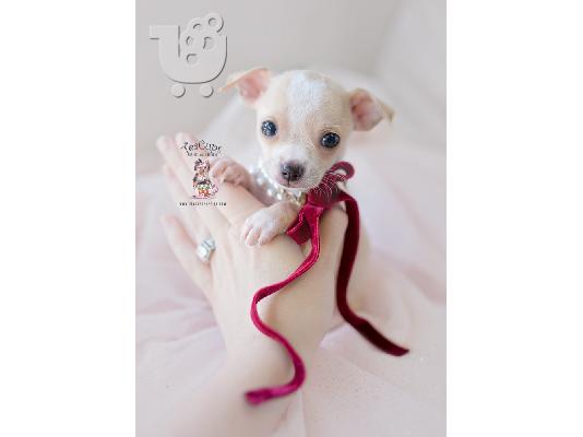 Kc Εγγεγραμμένος Chihuahua Dog