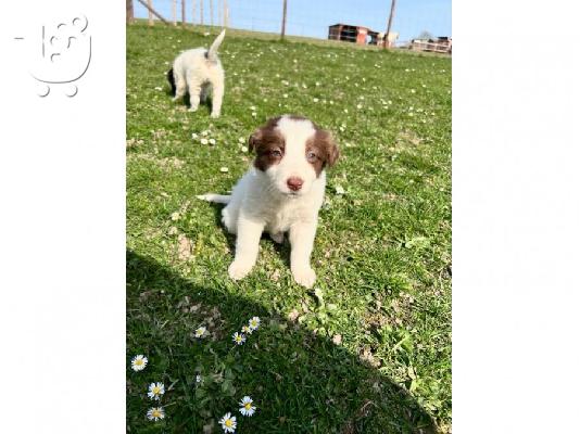 PoulaTo: Διαθέσιμα κουτάβια Border Collie