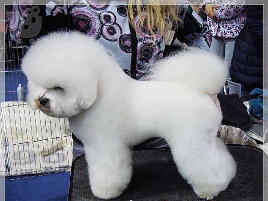 Bichon Frize κουτάβια
