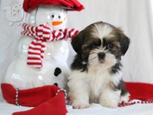 PoulaTo: Ποιότητα Κουτάβια Shih Tzu {300euros}