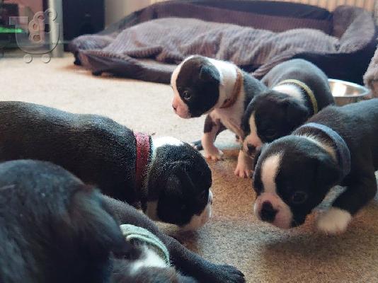 PoulaTo: Lovely Boston Terrier κουτάβια