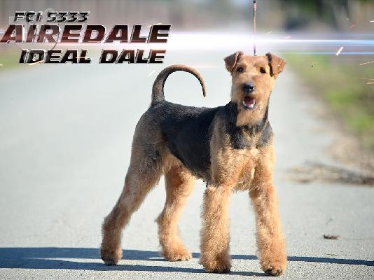 Airedale Terrier ΟΜΟΡΦΑ κουταβάκια