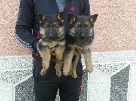 German Shepherd  K-9καθαροαιμα κουταβακια 6940048695 αθηνα θεσσαλονικη...