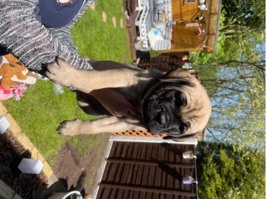 Chubby Bullmastiff κουτάβια