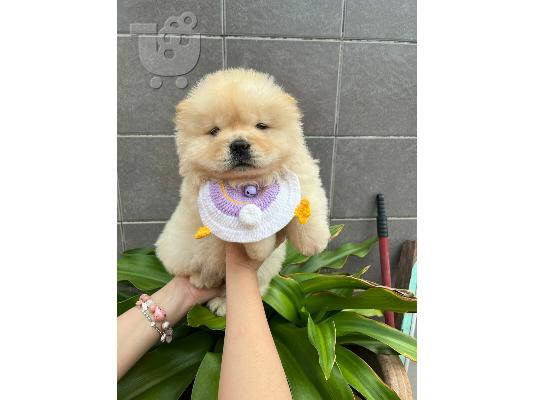 PoulaTo: Κουτάβια Chow Chow