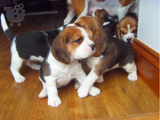 PoulaTo: Εδώ παρουσιάζουμε τα υπέροχα κουτάβια Beagle έτοιμα να επαναληφθούν,