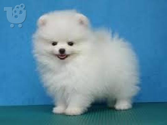 PoulaTo: όμορφα Pomeranian Puppies προς πώληση