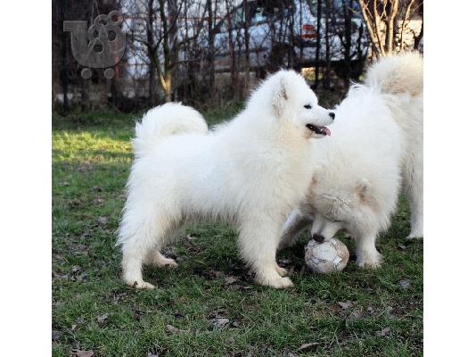 Samoyed κουτάβια