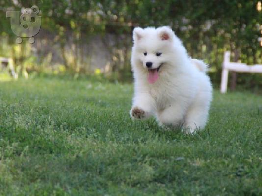 Samoyed κουτάβια