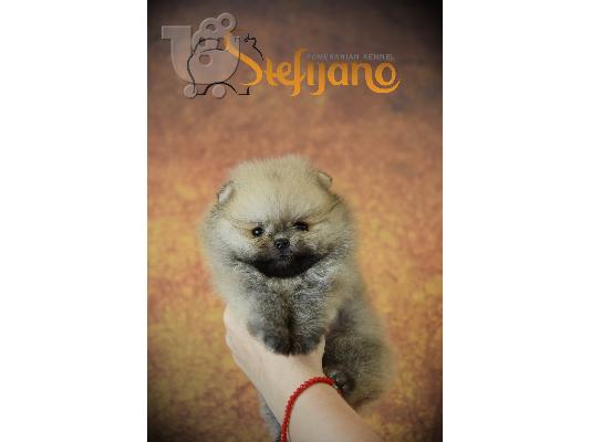 Pomeranian Boo, φλιτζάνι τσάι Pomeranian κουτάβι