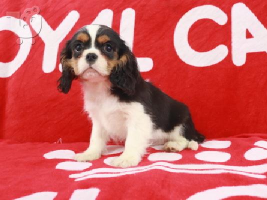Cavalier King