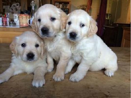 PoulaTo: Kc εγγεγραμμένα κουτάβια Golden Retriever