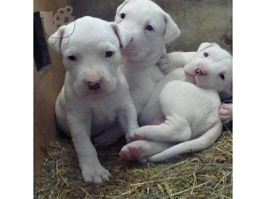 PoulaTo: Dogo Argentino - Ντόγκο Αρτζεντίνο