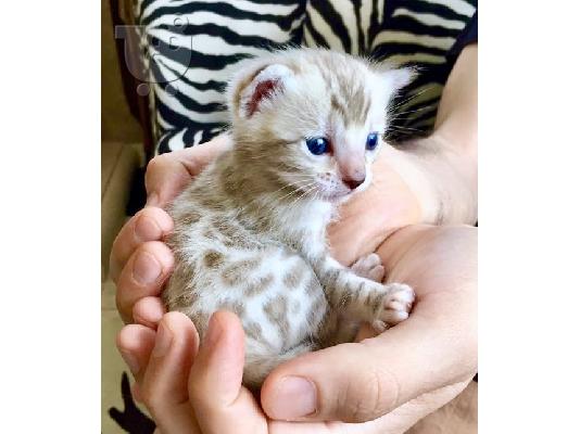 Gátes, Gatákia pros pólisi kai yiothesía