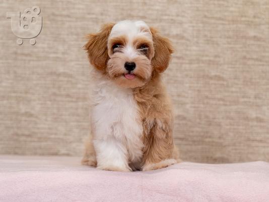 Havanese Bichon κουτάβια