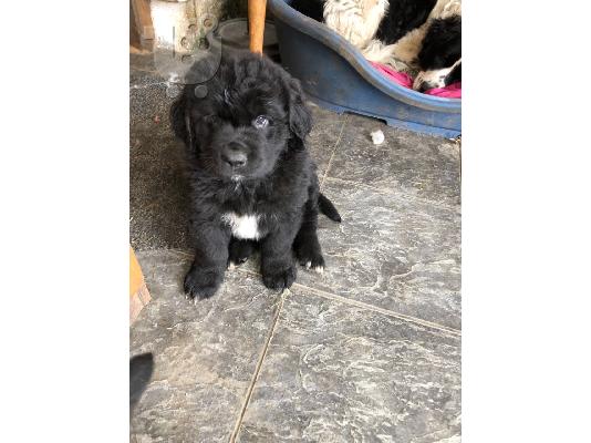 Σκουπίδια των τεσσάρων μεγάλων χονδρό Newfoundlands