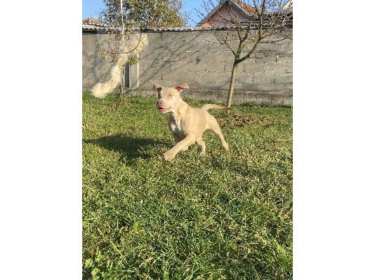 PoulaTo: Αμερικανικό Pitbull Terrier και Εξωτικό Γαλλικό Μπουλντόγκ κουτάβια προς πώληση