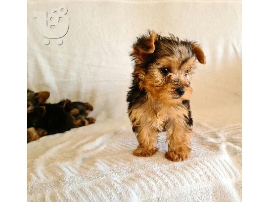 PoulaTo: Yorkshire terrier puppy is now ready for adoption