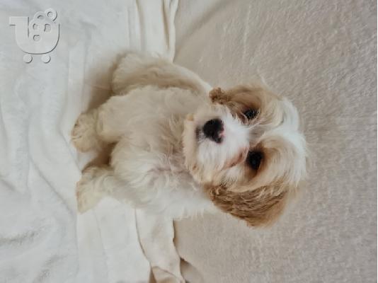 Κουτάβια Cavachon