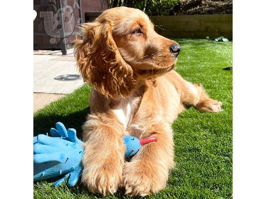 Έχουμε αρσενικό και θηλυκό Cocker Spaniel έτοιμο να