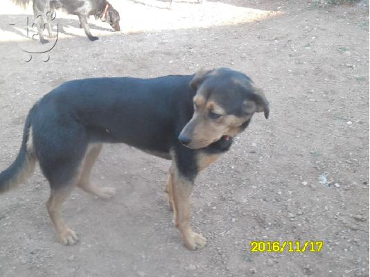 Παρειτσα για την Dolly?