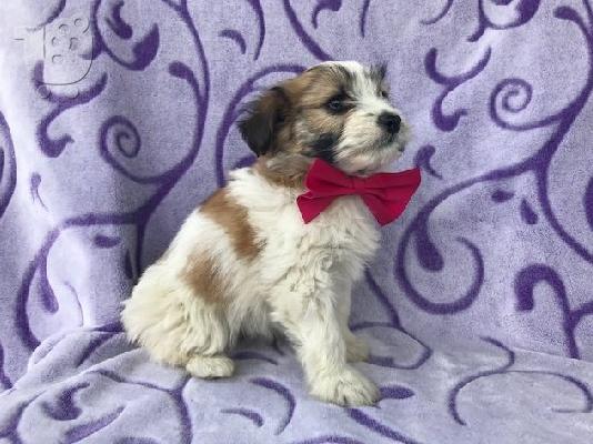 PoulaTo: Fox Terrier