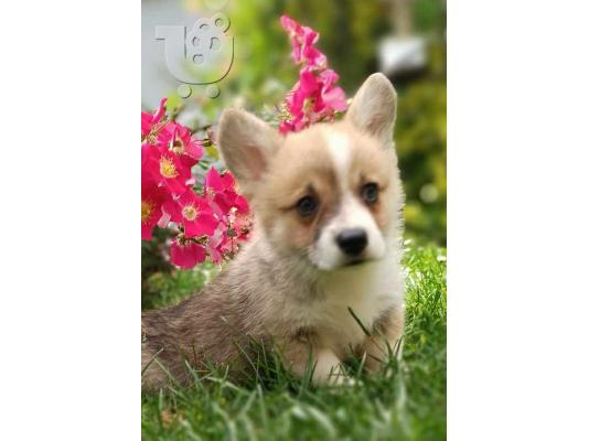 Welsh Corgie κουτάβια