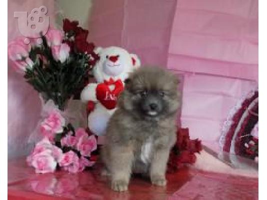 PoulaTo: Όμορφο Pomeranian κουτάβι προς πώληση