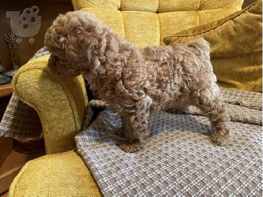 POODLE ΚΜΙΝΙ APRICOT