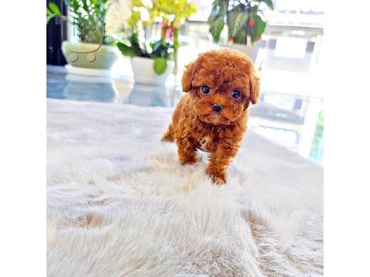 PoulaTo: Παιχνίδια αρσενικά και θηλυκά κουτάβια Poodle προς πώληση.