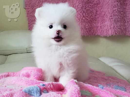 PoulaTo: Pomeranian κουτάβια ΠΟΛΎ αφράτο