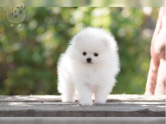 PoulaTo: Εκπαιδευμένα κουτάβια Pomeranian