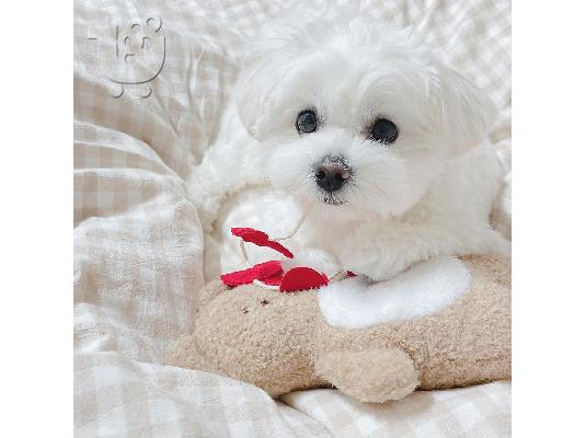 Η Pedigree Maltese Fija γέννησε 4 υγιή κουτάβια