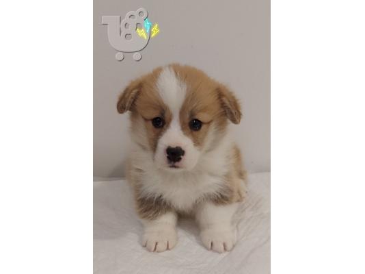 Pembroke Welsh Corgi κουτάβια