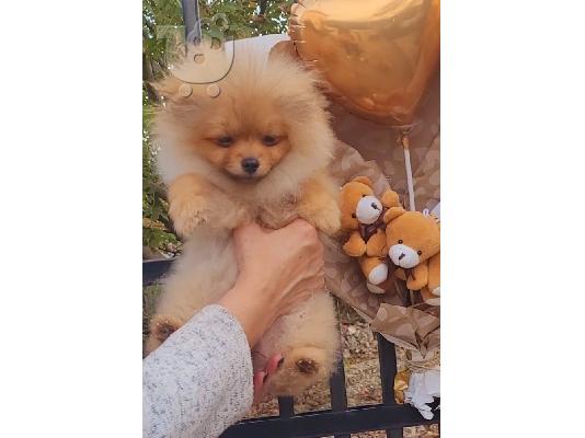 Pomeranian BOO Κουτάβια TOP Class