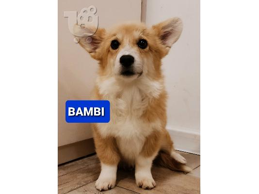 Pembroke Welsh Corgi κουτάβια